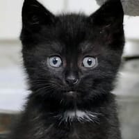 Katzenkind ALICE, Katze zur Adoption