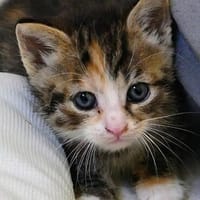 Katzenkind KETE, Katze zur Adoption