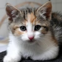 Katzenkind KELLY, Katze zur Adoption