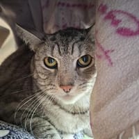 PEPPA und WUTZ!, Kater zur Adoption