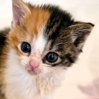 Katzenkind PIPPA, Katze zur Adoption