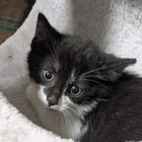 Katzenkind VANELLOPE, Katze zur Adoption