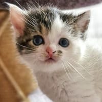 Katzenkind PIPER, Katze zur Adoption