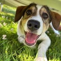 Kleiner Charmeur sucht Anhang, Hund zur Adoption