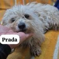 Prada versteckte sich auf einem Friedhof, Hündin zur Adoption