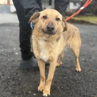 Herzenshund Snoopy sucht Zuhause, Hund zur Adoption