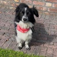 Kleine Emma sucht Zuhause, Hündin zur Adoption