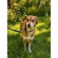 Mia - wartet in 83052 Bruckmühl, Hündin zur Adoption