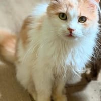 Pipa, Katze zur Adoption