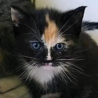 Katzenkind KIMMI, Katze zur Adoption