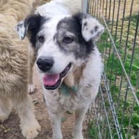 ruhige, menschenbezogene DIANA, Hündin zur Adoption