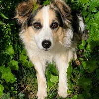 Yuna  vom Sorgenkind zum Sonnenschein, Hündin zur Adoption