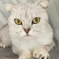 Gandalf, Kater zur Adoption