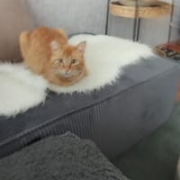 Rudi ein Super-Kater, Kater zur Adoption