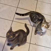 Tayo u. Gloria suchen liebevolles Heim, Kater zur Adoption