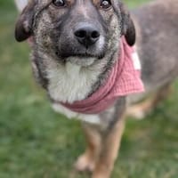 Emmi - Verspielte, tolle Junghündin, Hündin zur Adoption