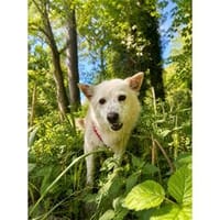 Softy - wartet in 83052 Bruckmühl, Hund zur Adoption