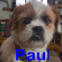 Paul herzlos ausgesetzt, Hund zur Adoption
