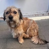 Tony° in 86529 Schrobenhausen, Hund zur Adoption