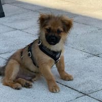 Maci  in 77776 Bad Rippoldsau, Hund zur Adoption