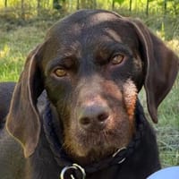 Gypsy - lernwillig und aktive Lady, Hündin zur Adoption