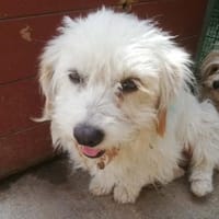 Mimo° in 86529 Schrobenhausen, Hund zur Adoption