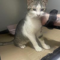 Knut sucht sein Zuhause, Kater zur Adoption