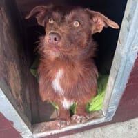 Azor°  80798 München, Hund zur Adoption