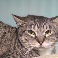 Moka, chatte à adopter