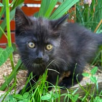 PEPPA, chatte à adopter