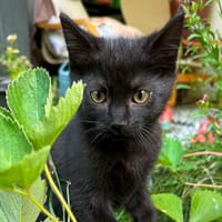 PIG, chat à adopter