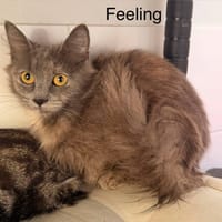 Feeling, chatte à adopter