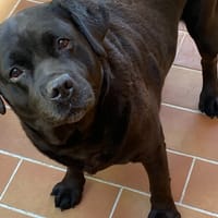 POMME, chienne à adopter