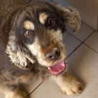 MOTUS, chien à adopter
