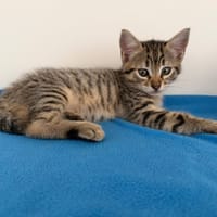 CHRONOS (en cours d'adoption), chat à adopter