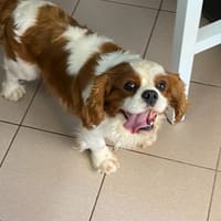 SOCRATE, chien à adopter