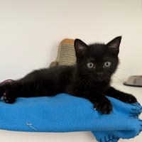 BELLAMY (En cours d'adoption), chat à adopter
