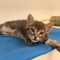 MURPHY (En cours d'adoption), chat à adopter