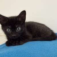 ATOME, chat à adopter