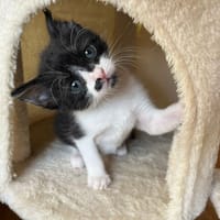 MICHOKO, chat à adopter