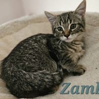ZAMBO, chat à adopter