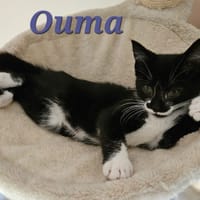 OUMA, chatte à adopter