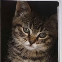 BALI a trouvé sa famille, chatte à adopter