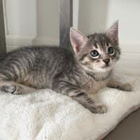 AION (En cours d'adoption), chat à adopter