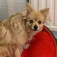 ROMANCE, chienne à adopter