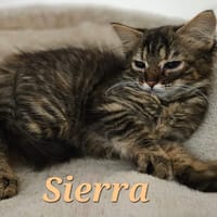 SIERRA, chatte à adopter