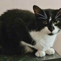 OPERA, chatte à adopter