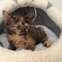 ELECTRA (En cours d’adoption), chatte à adopter