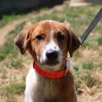 WEMBY HAA24791, chien à adopter