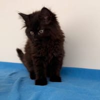 THEA (EN COURS D’ADOPTION), chatte à adopter